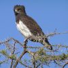 Eagle, Black-breasted Snake