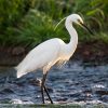 Egret, Little