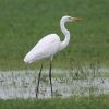 Egret, Great White