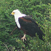 Eagle, African Fish