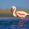 Flamingo, Lessser