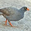 Francolin, Red-billed