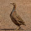 Francolin, Red-winged