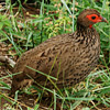 Francolin, Swainson’s