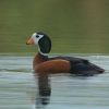 Goose, African Pygmy