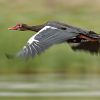 Goose, Spur-winged