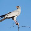 Goshawk, Pale Chanting