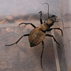 Ground Beetle