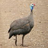 Guinea Fowl, Helmeted