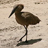 Hammerkop