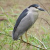 Heron, Black-Crowned Night