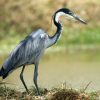 Heron, Black-headed