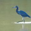 Heron, Little Blue