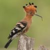 Hoopoe, African