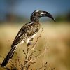 Hornbill, African Grey