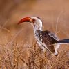 Hornbill, African Red-billed