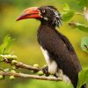 Hornbill, Crowned