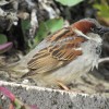 Sparrow, House