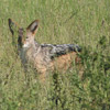 Jackal, black backed