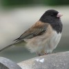 Junco, Dark-eyed