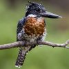 Kingfisher, Giant