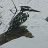 Kingfisher, Pied