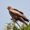 Kite, Yellow-billed