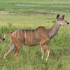 Kudu