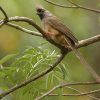 Mousebird, Speckled