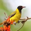 Oriole, Black-headed