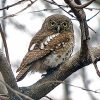 Owl, African Barred