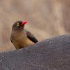 Oxpecker, Red-billed