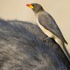 Oxpecker, Yellow-billed