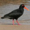 Oystercatcher, African Black