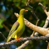 Pigeon, Green African