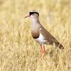 Plover, Crowned