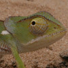 Chameleon, Cape Dwarf