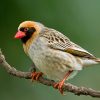 Quelea, Red-billed