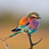 Roller, Lilac-breasted