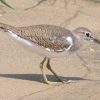 Sandpiper, Common