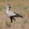 Secretarybird