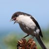 Shrike, Fiscal