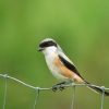 Shrike, Long-tailed