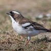 Sparrow-weaver, White-browed