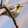 Sparrow, Yellow-throated