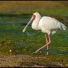 Spoonbill, African