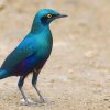 Starling, Greater, Glossy, Blue-eared