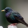 Starling, European or Common