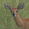 Steenbok