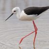 Stilt, Black-winged